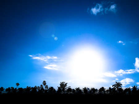 Sunset with Palmsの写真素材