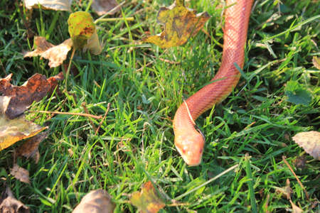 Albino Snake - Snake Grass - Grass Snake