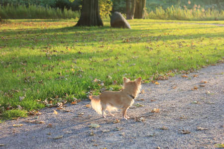 Chihuahua Dog on green grassの写真素材