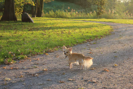 Chihuahua Dog on green grassの写真素材