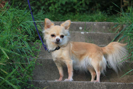 Chihuahua Dog on green grassの写真素材
