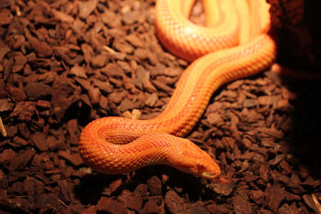 Albino Snake - Grass Snake - Ringelnatterの写真素材