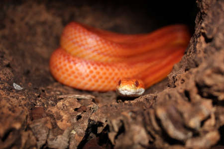 Albino Snake - Grass Snake - Ringelnatterの写真素材