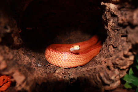 Albino Snake - Grass Snake - Ringelnatterの写真素材