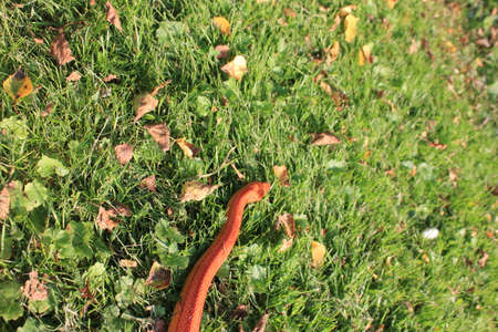 Albino Snake - Snake Grass - Grass Snakeの写真素材