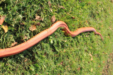 Albino Snake - Snake Grass - Grass Snakeの写真素材