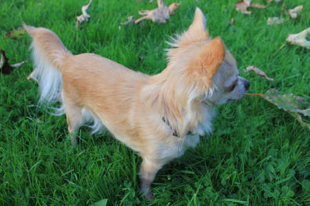 Chihuahua Dog on green grassの写真素材