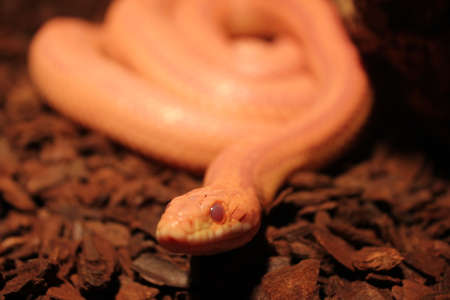 Grass Snake is molting - Ringelnatterの写真素材