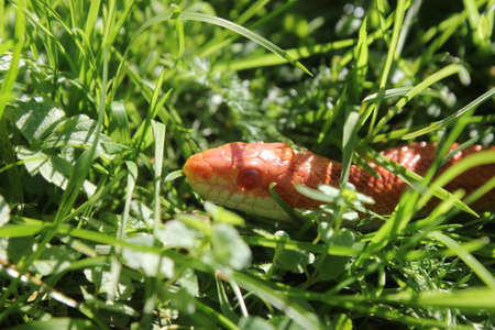 Albino Snake - Snake Grass - Grass Snake on grass