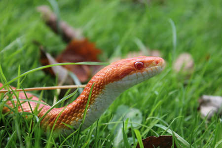 Albino Snake - Snake Grass - Grass Snake on grassの写真素材