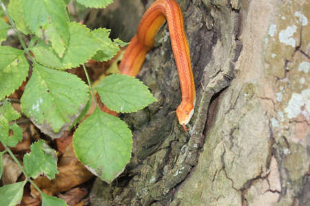 Albino Snake - Snake Grass - Grass Snake on tree