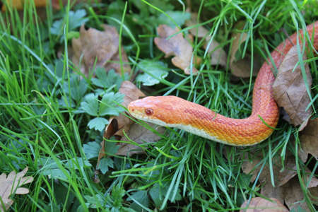 Albino Snake - Snake Grass - Grass Snake on grassの写真素材