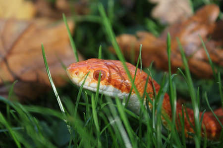 Albino Snake - Snake Grass - Grass Snake on grass