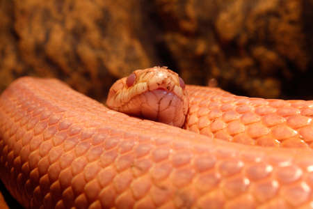 Grass Snake is molting Ringelnatter