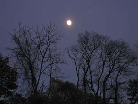 Bright full moon as seen through bare tree branches.