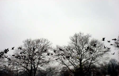 Flock of geese flying through bare tree branches in late autumn.の写真素材