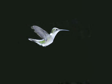Hummingbird In Flightの写真素材