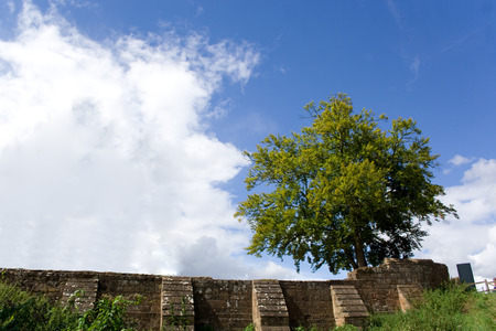 tree near old castle wall aginst blue sky の写真素材
