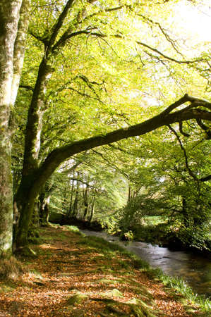 tree by side of river with overhanging branchの写真素材