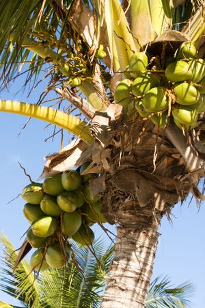cluster of green coconuts growing on tree