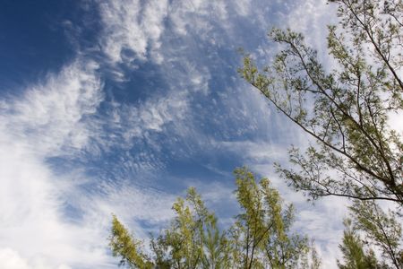 trees against blue summer sky with white cloudsの写真素材