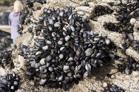 mussels growing on a rock at low tideの写真素材