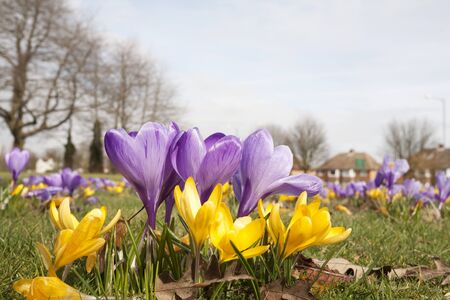 purple and yellow crocus on village greenの写真素材