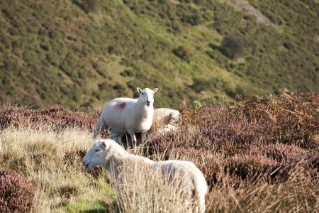 sheep grazing in the heather on the top of a moorland hillの写真素材