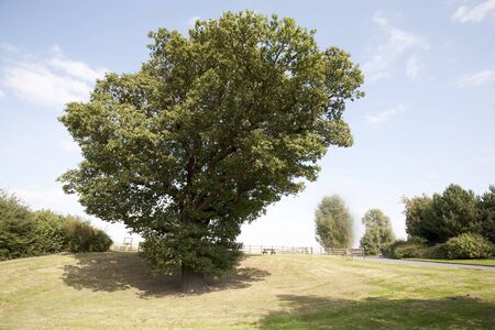 tree in a grass field against a summer blue sky