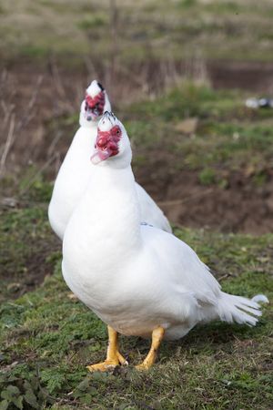 Muscovy white ducks with bright red face
