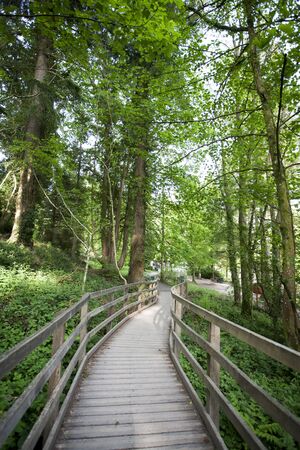 wooden walkway through trees in a parkの写真素材