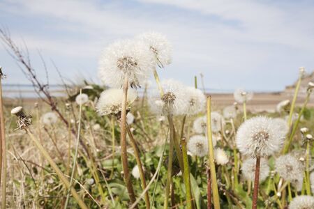 dandeliions growing at the edge of a beachの写真素材