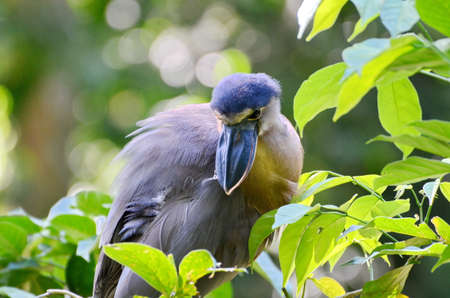 Boat billed Heron near La Fortuna, Costa Rica.の写真素材
