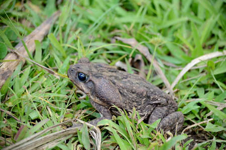 Cane Toad