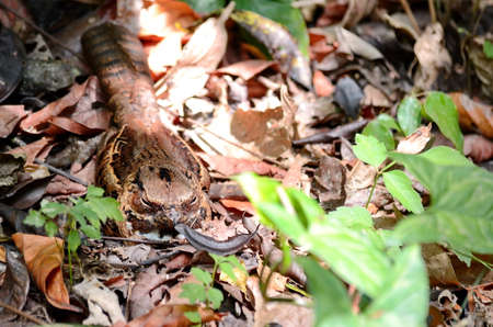 Common Pauraque sitting on nestの写真素材