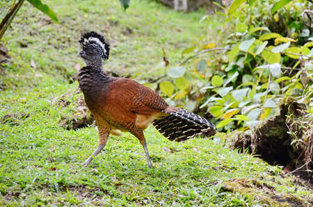 Great curassow, female