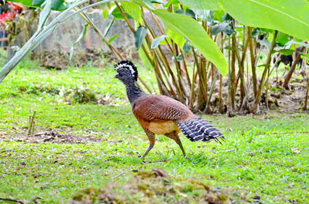 Great curassow, femaleの写真素材