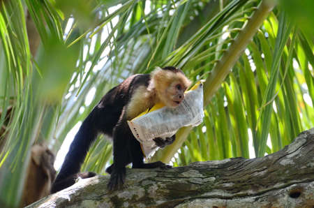 Capuchin Monkey with bag of potato chipsの写真素材