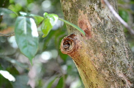 Narrow-headed Tree Frog