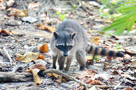Raccoon relaxing on the beachの写真素材