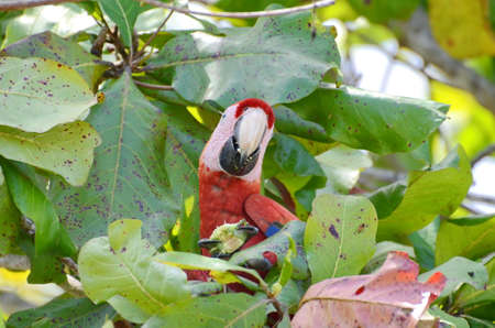 Scarlet Macaw in a tree, Osa Peninsula,  Costa Ricaの写真素材