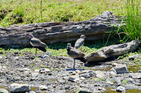 Southern Lapwing along a stream on the Osa Peninsula, Costa Ricaの写真素材
