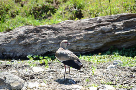 Southern Lapwing along a stream on the Osa Peninsula, Costa Ricaの写真素材