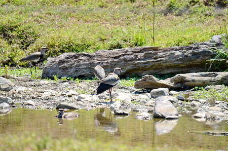 Southern Lapwing along a stream on the Osa Peninsula, Costa Ricaの写真素材