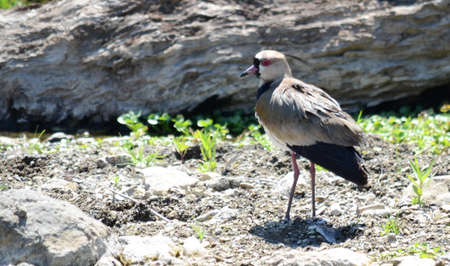 Southern Lapwing along a stream on the Osa Peninsula, Costa Ricaの写真素材