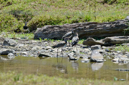 Southern Lapwing along a stream on the Osa Peninsula, Costa Ricaの写真素材