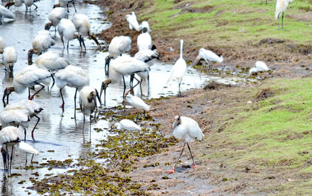 Wood storks