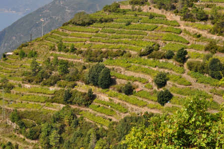 Vineyards in Cinque Terre, Italyの写真素材