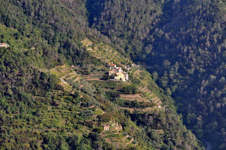 Vineyards in Cinque Terre, Italyの写真素材