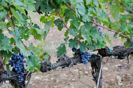 Vineyard with red wine grapesの写真素材